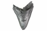Bargain, Fossil Megalodon Tooth - South Carolina #154181-1